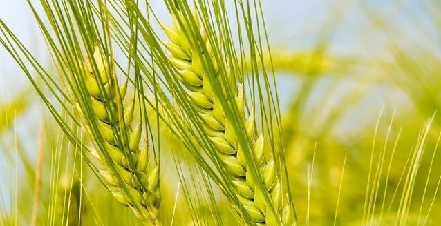 Triticum urartu