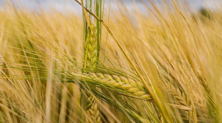Hordeum vulgare