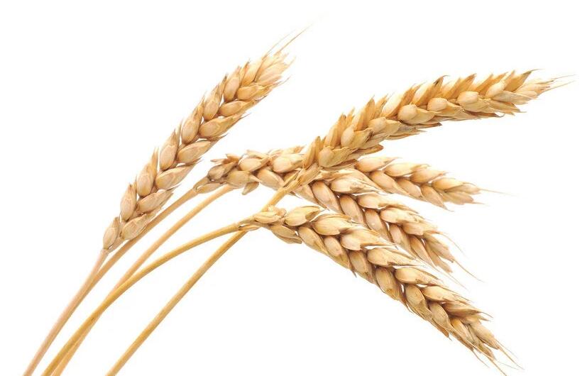 Triticum aestivum