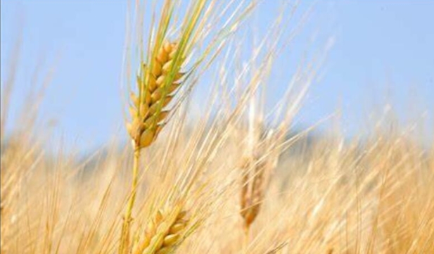 Triticum aestivum subsp.yunnanense