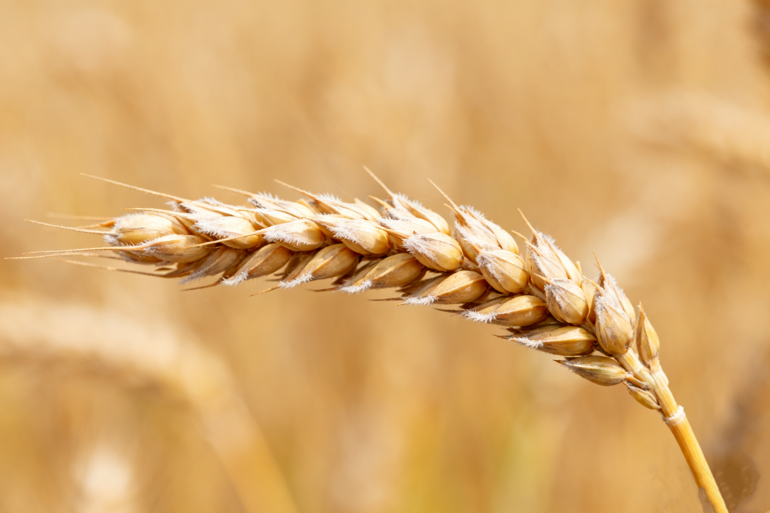 Triticum aestivum</em> ssp.<em> yunnanense