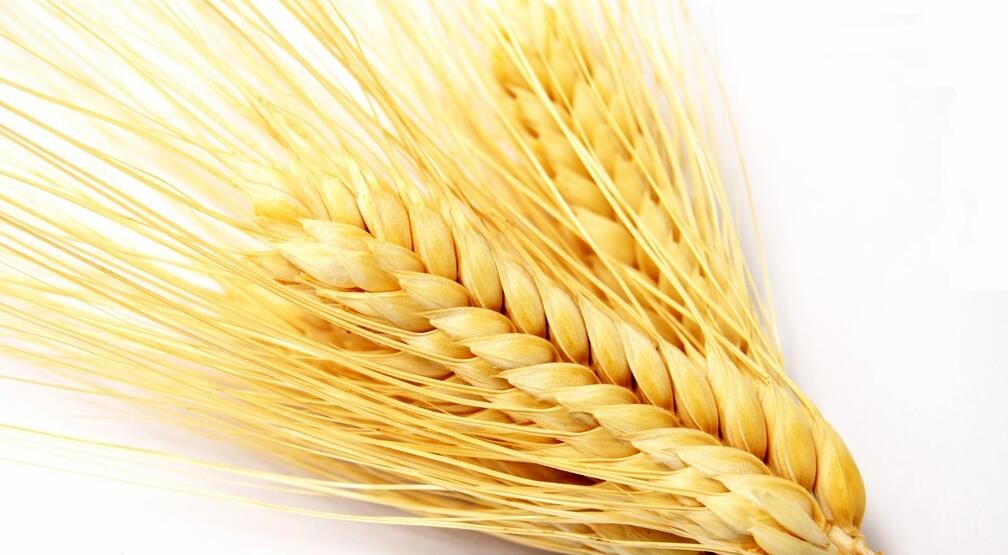 Triticum monococcum