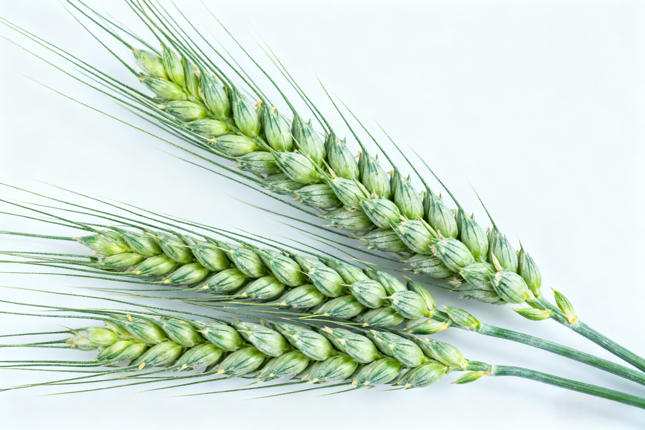 Triticum monococcum