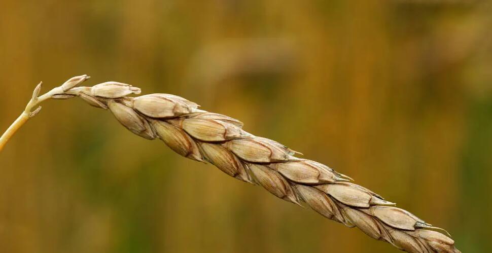 Triticum spelta