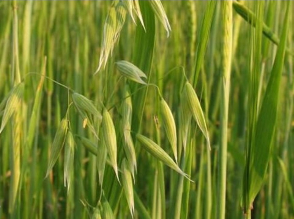 Triticum turgidum
