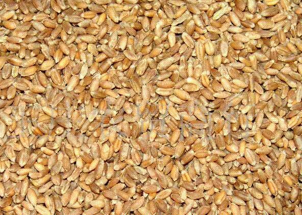 Triticum turgidum L.var.durum